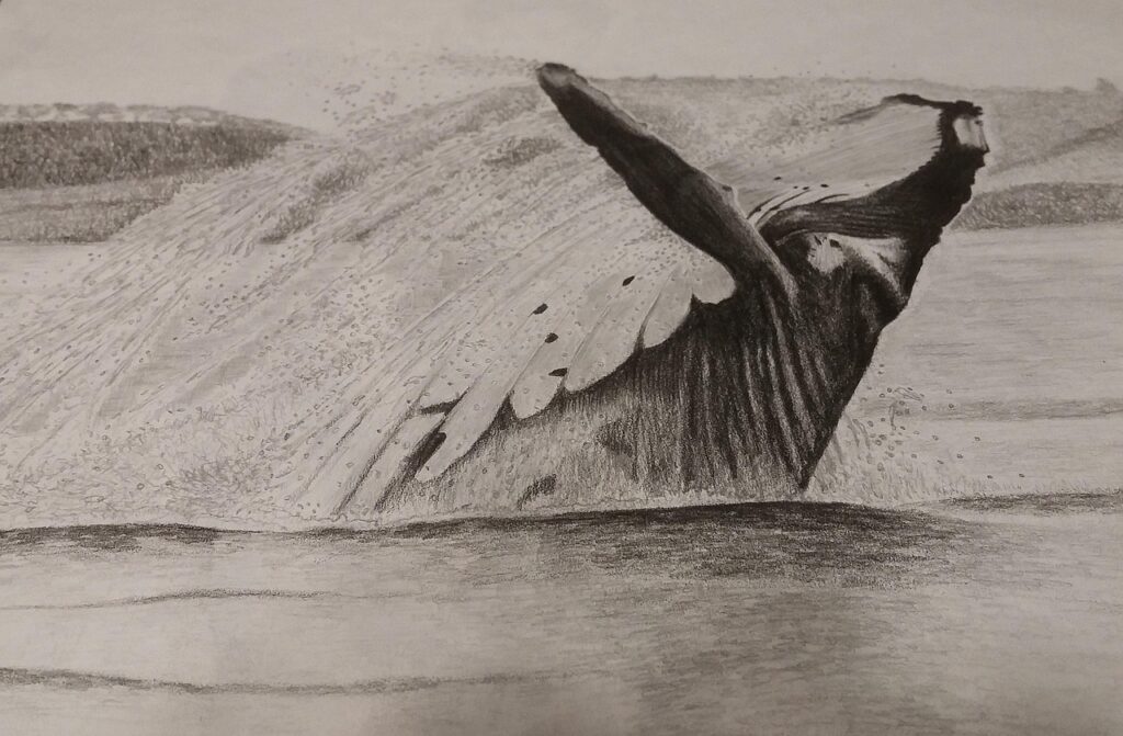 art, sketch, sketching, draw, drawing, whale, humpback whale, water, notepad, nature, paper, pencil, graphite, brown drawing